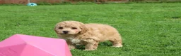 Poochon dogs for sale: Beautiful Poochon puppies for sale  - Advert 4