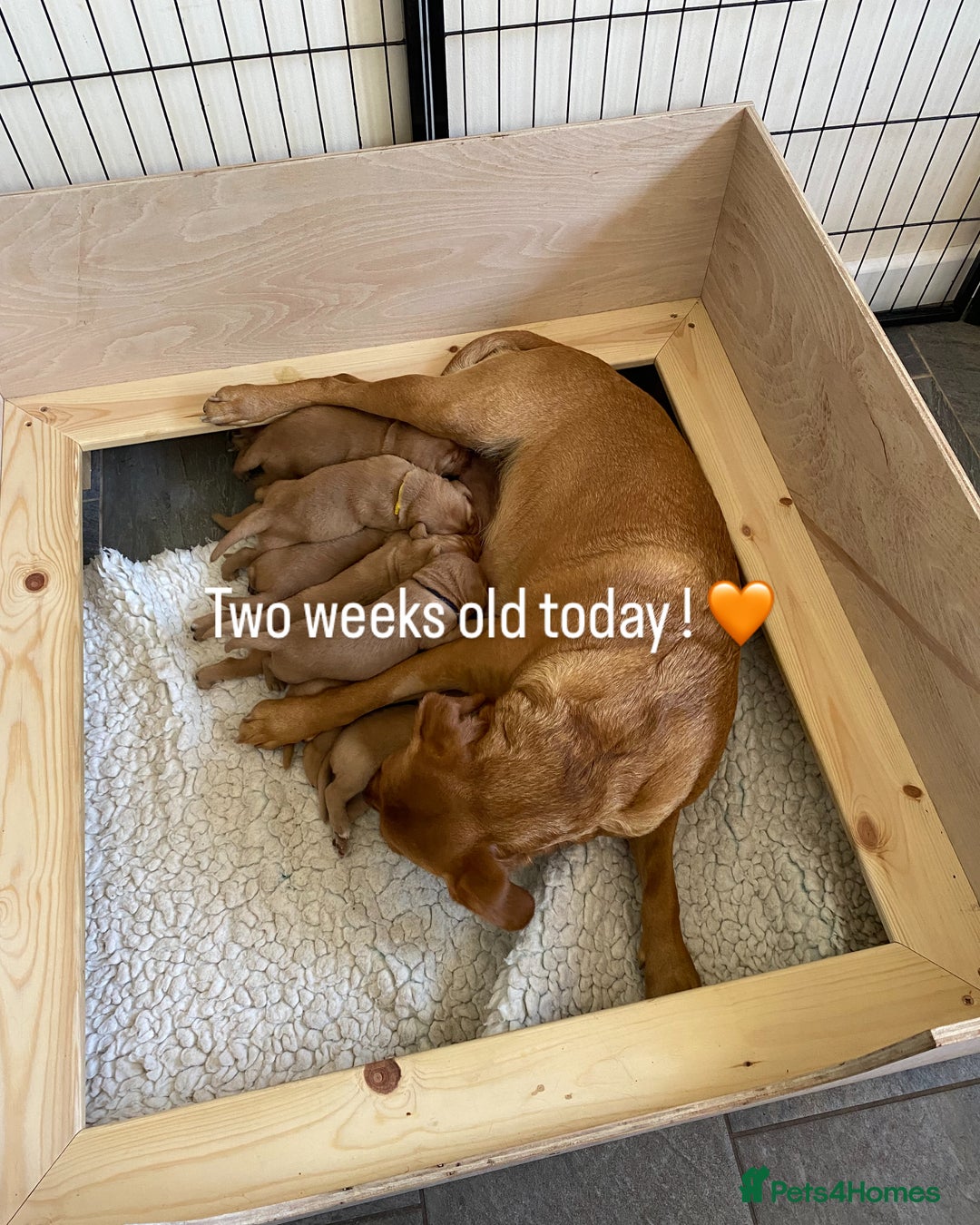 Labrador Retriever dogs for sale: Fox Red Labradors for sale in North Tawton - Image 1
