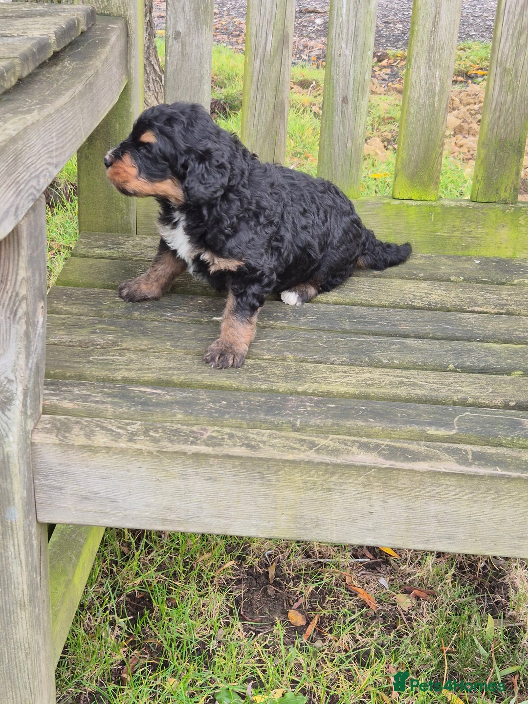 Bernedoodle dogs for sale: F1 Bernedoodle - Advert 3