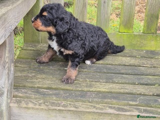 Bernedoodle dogs - Advert 3