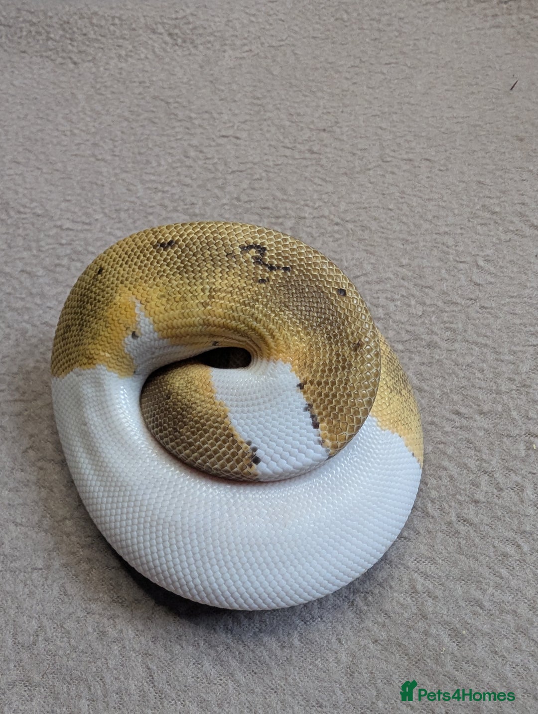 Python Snake reptiles for sale: 2025 Royal Python Hatchlings  - Advert 12