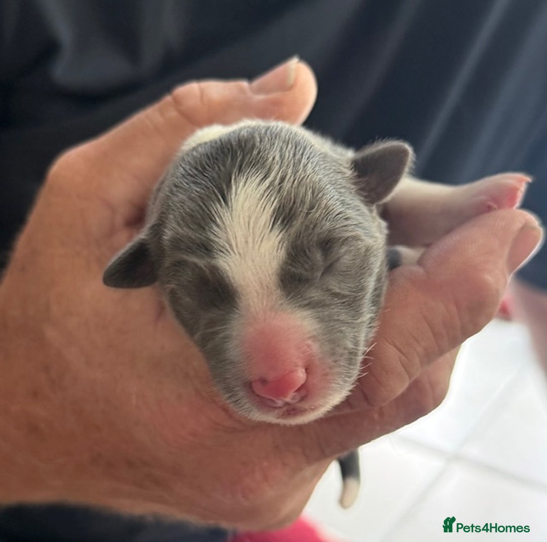 Border Collie dogs for stud: proven border collie at stud in Doncaster - Image 34