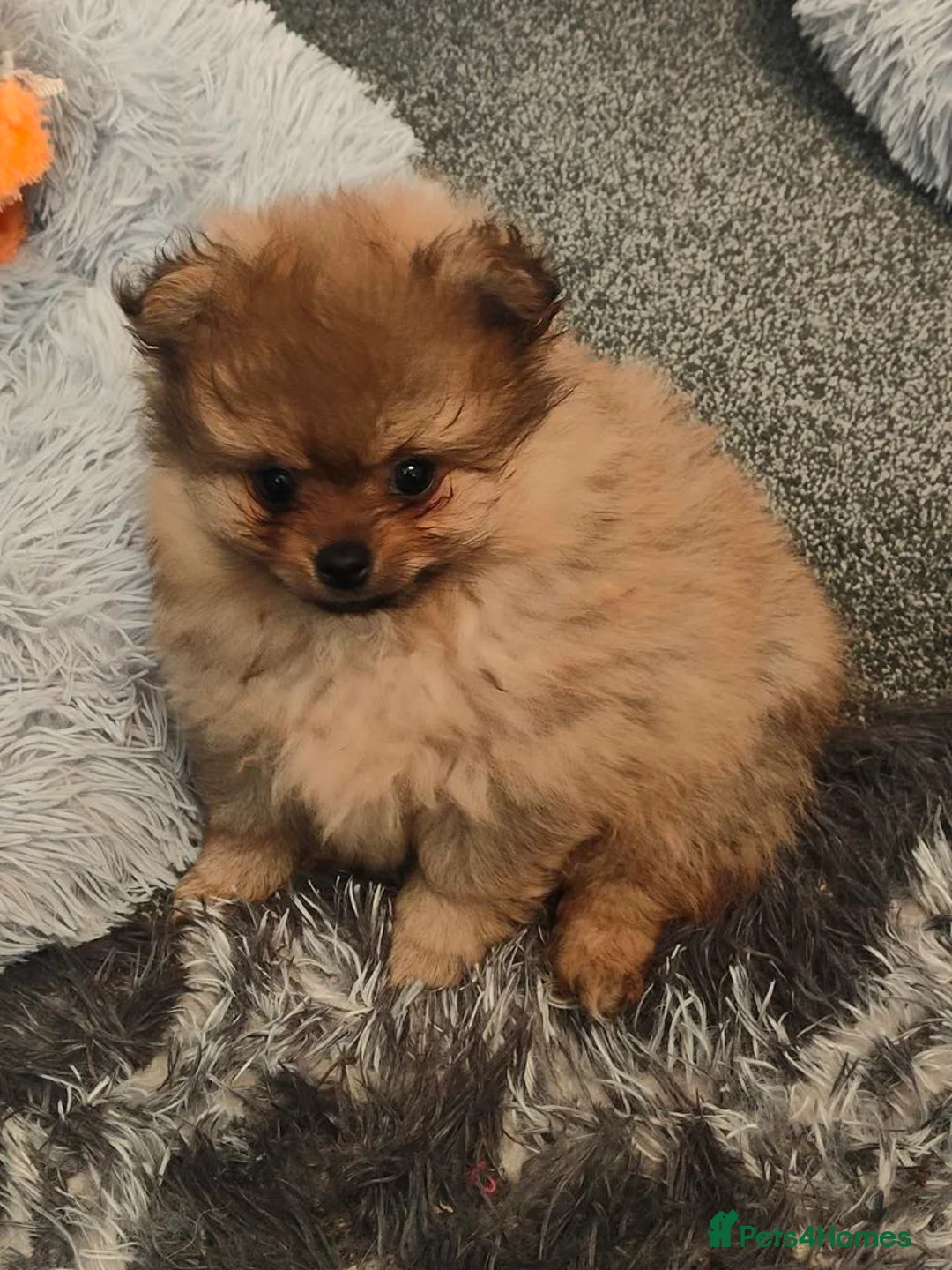 Pomeranian dogs for stud: Stunning, Proven KC reg Pomeranian Stud  in Stockton-on-Tees - Advert 7