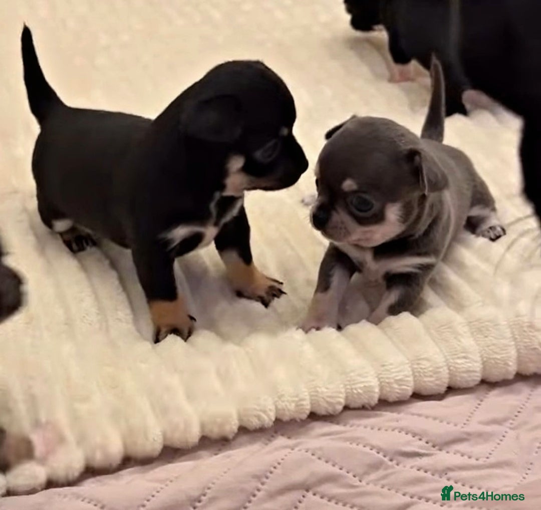 Chihuahua dogs for stud: KC reg - Health tested - PROVEN  - Advert 25