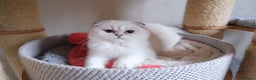 Scottish Fold cats for sale: Scottish fold and straight kittens  - Advert 16