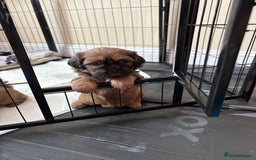 Zuchon dogs for sale: Zuchon pups - Image 10