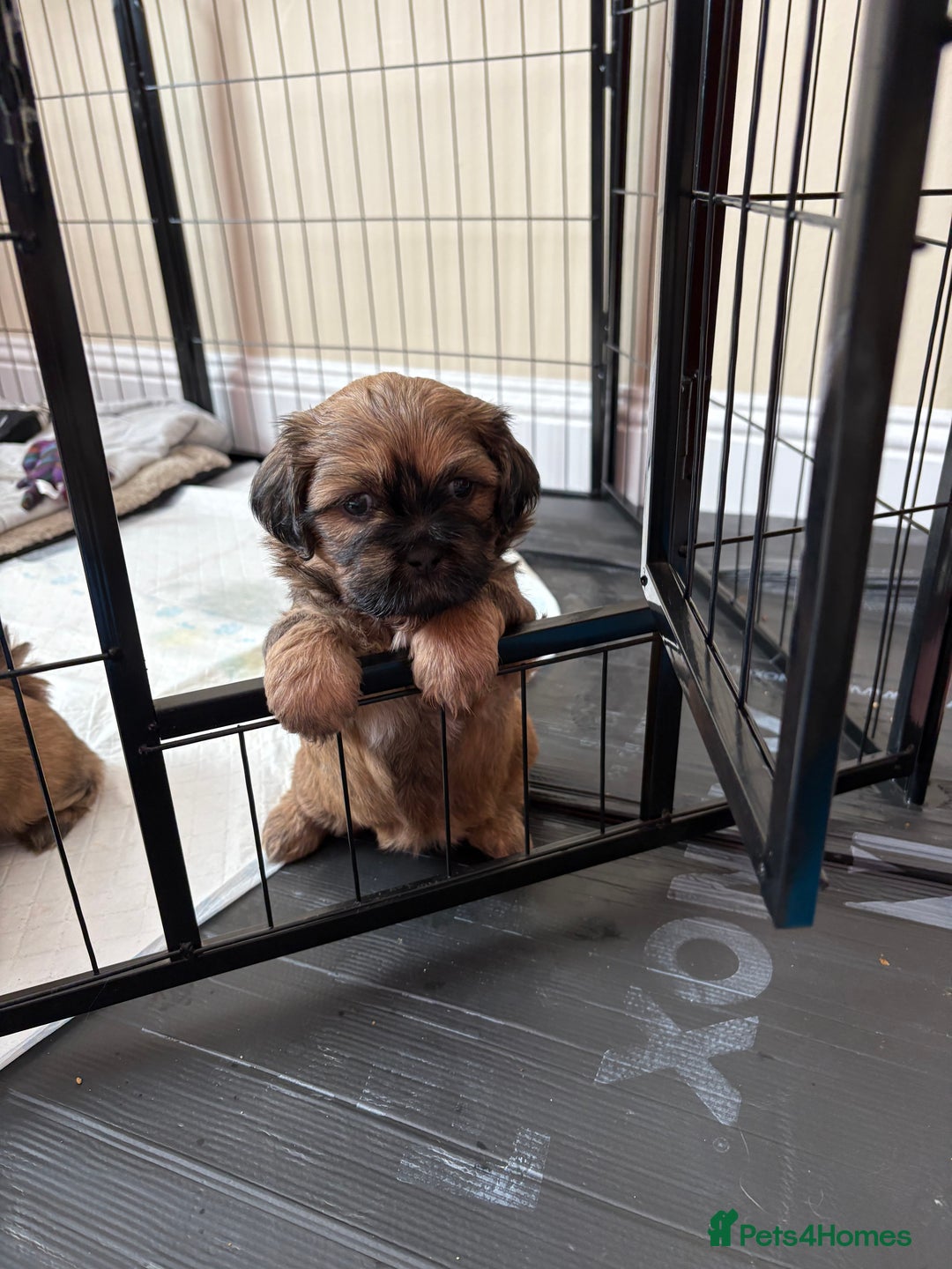 Zuchon dogs for sale: Zuchon pups - Image 10