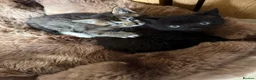 Mixed Breed cats for sale: 3 beautiful kittens in Halifax - Advert 1
