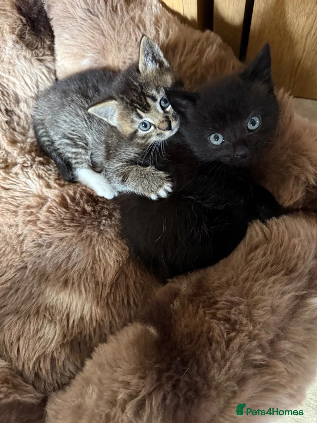 Mixed Breed cats for sale: 3 beautiful kittens in Halifax - Advert 1