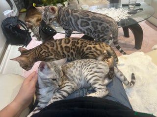 Bengal cats - Advert 1