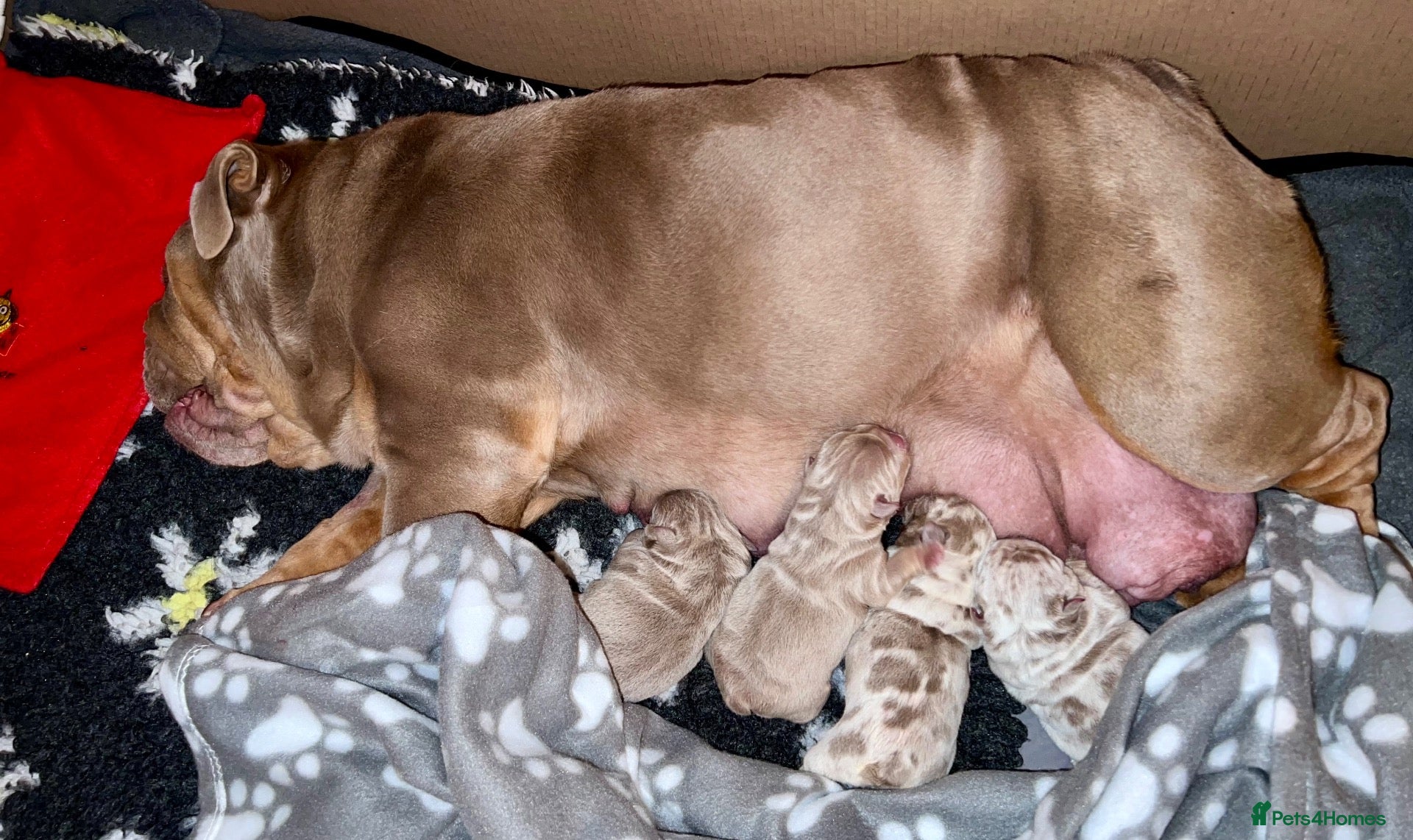 English Bulldog dogs Exceptional English Bulldog Puppies - Advert 2