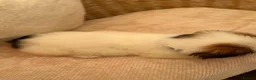 Shih Tzu dogs for sale: Shih tzu  - Advert 20