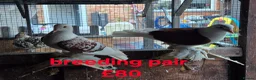 Pigeons birds for sale: Various Pigeons - Advert 4