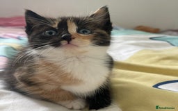 Domestic Shorthair cats for sale: 2 Ginger males 2 calico female 1 tabby female - Image 9