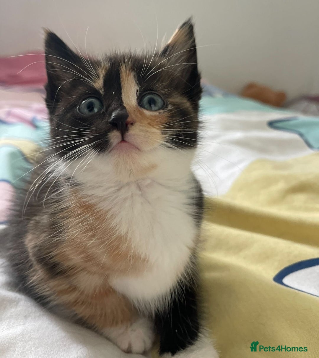 Domestic Shorthair cats for sale: 2 Ginger males 2 calico female 1 tabby female - Image 9