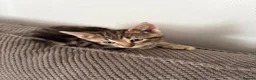 Mixed Breed cats for sale: 6 kittens for sale  - Advert 4