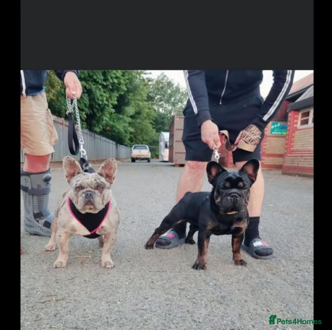French Bulldog dogs for stud: STUD Full Fluffy Visual Merle £500 all in  in Liverpool - Advert 13
