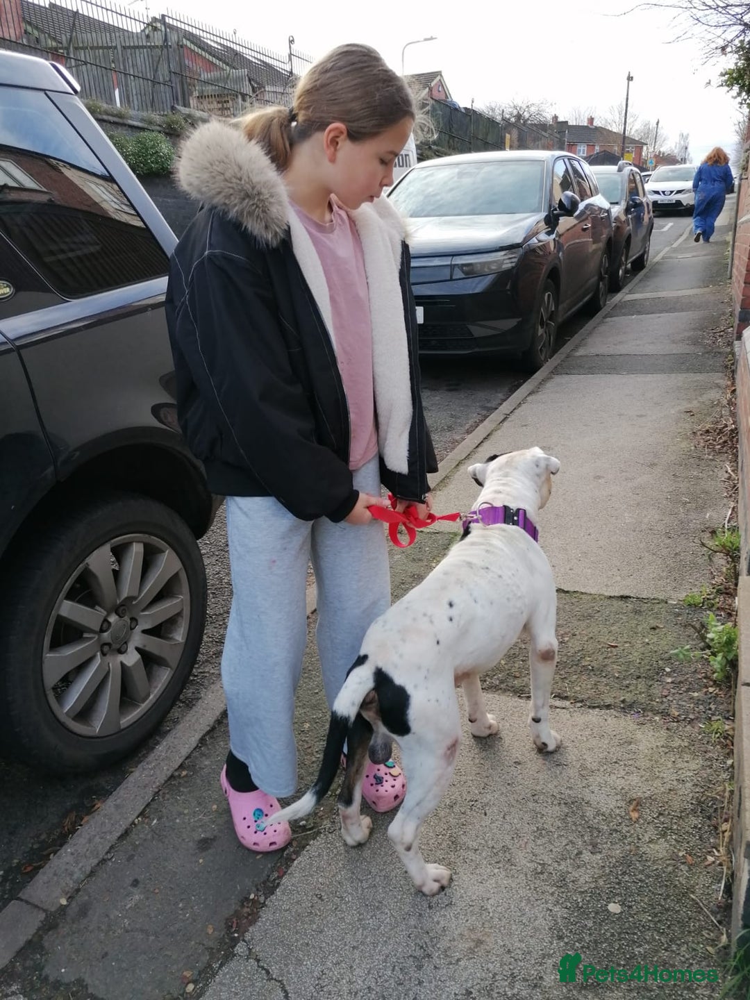 Mixed Breed dogs for adoption: 💙Ghost💙 12 yo rescued from horrific conditions - Advert 10
