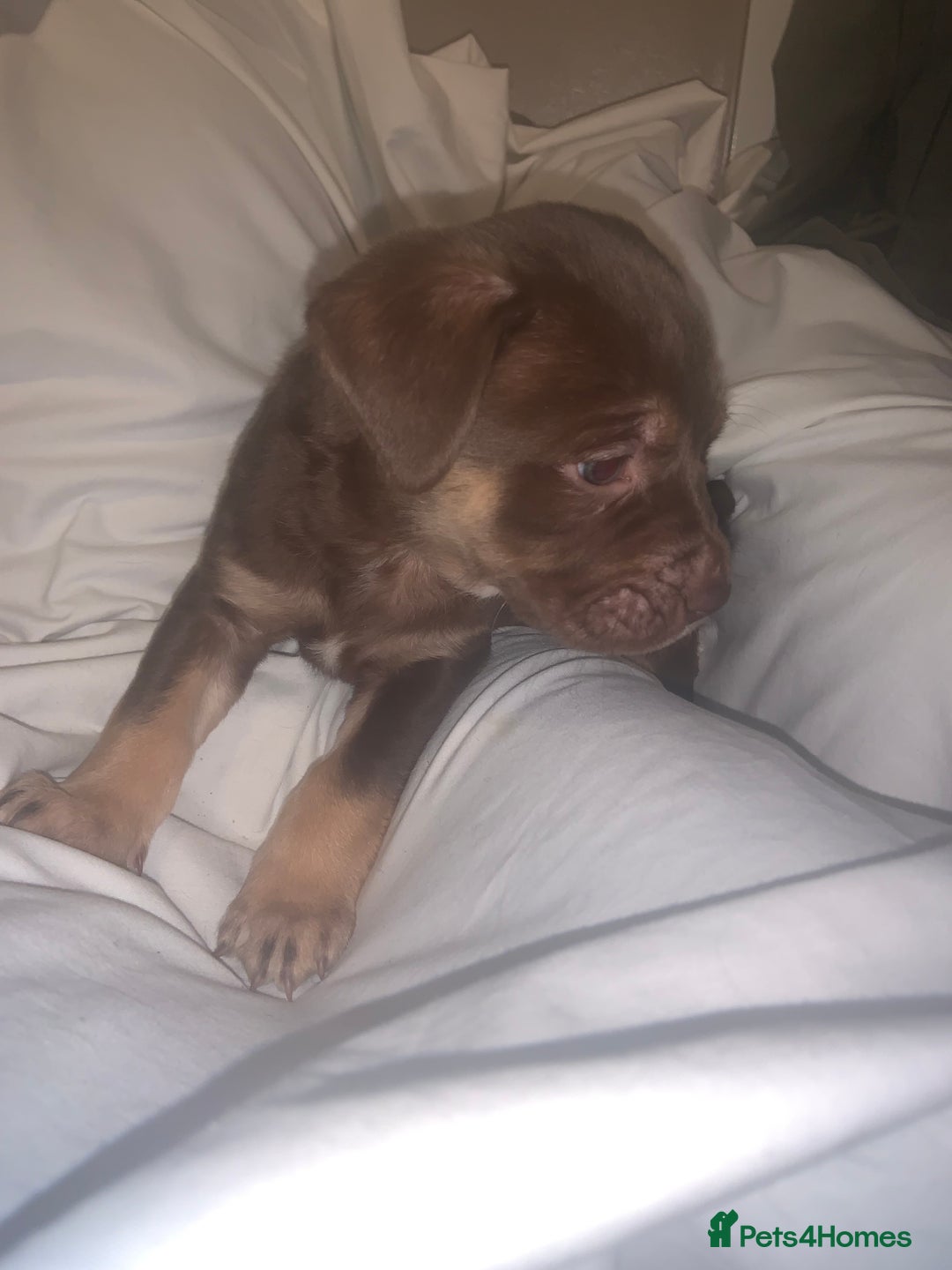 Mixed Breed dogs for sale: Rotti X puppies  - Advert 4