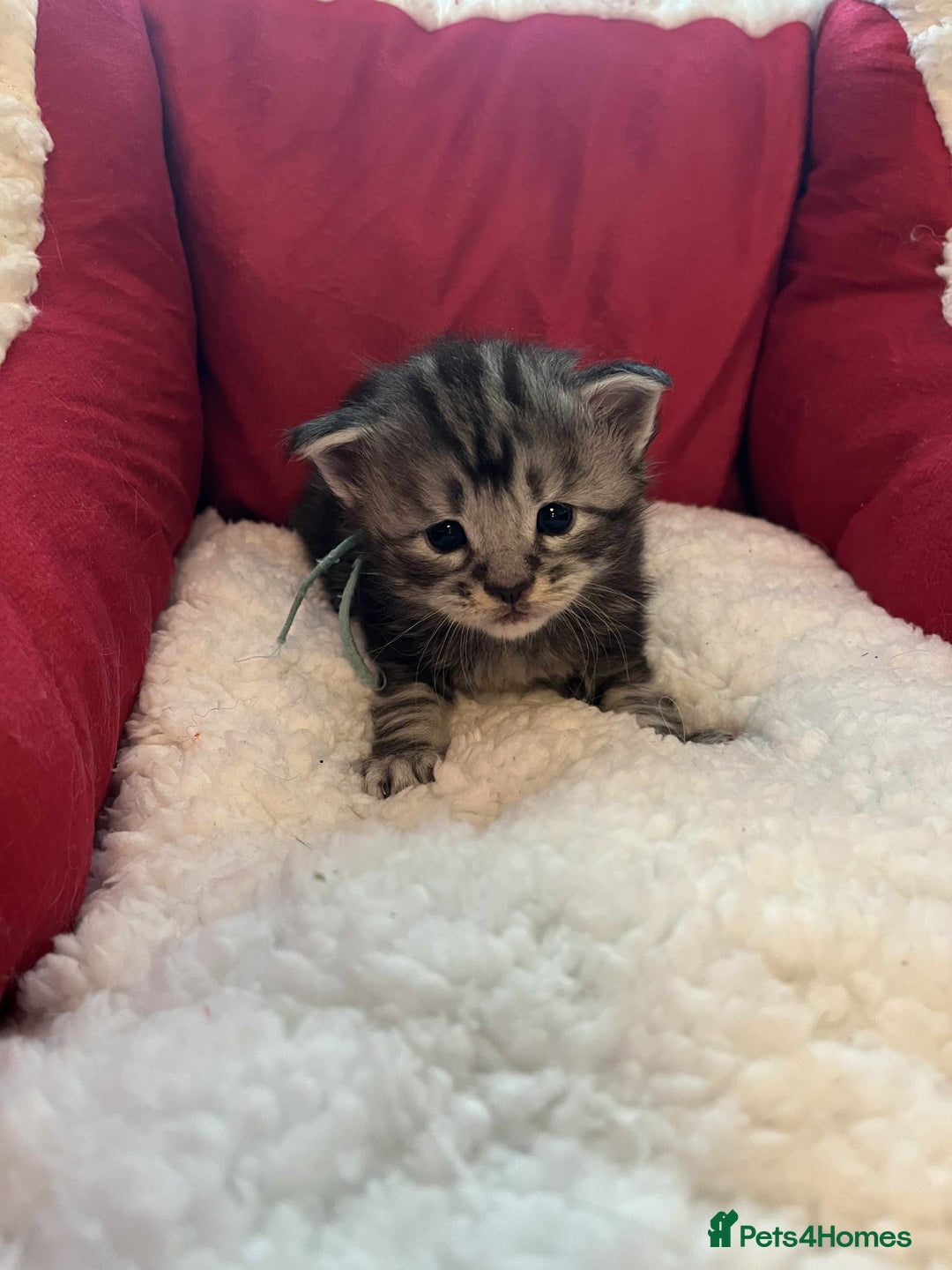 Maine Coon cats for sale: Pure Maine Coon Kittens - Advert 32