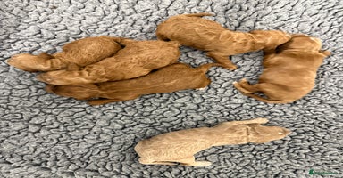 Mini Goldendoodle dogs - Advert 2