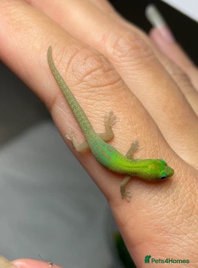 Gecko reptiles 🦎 Juvenile Gold dust day geckos🦎 - Advert 1