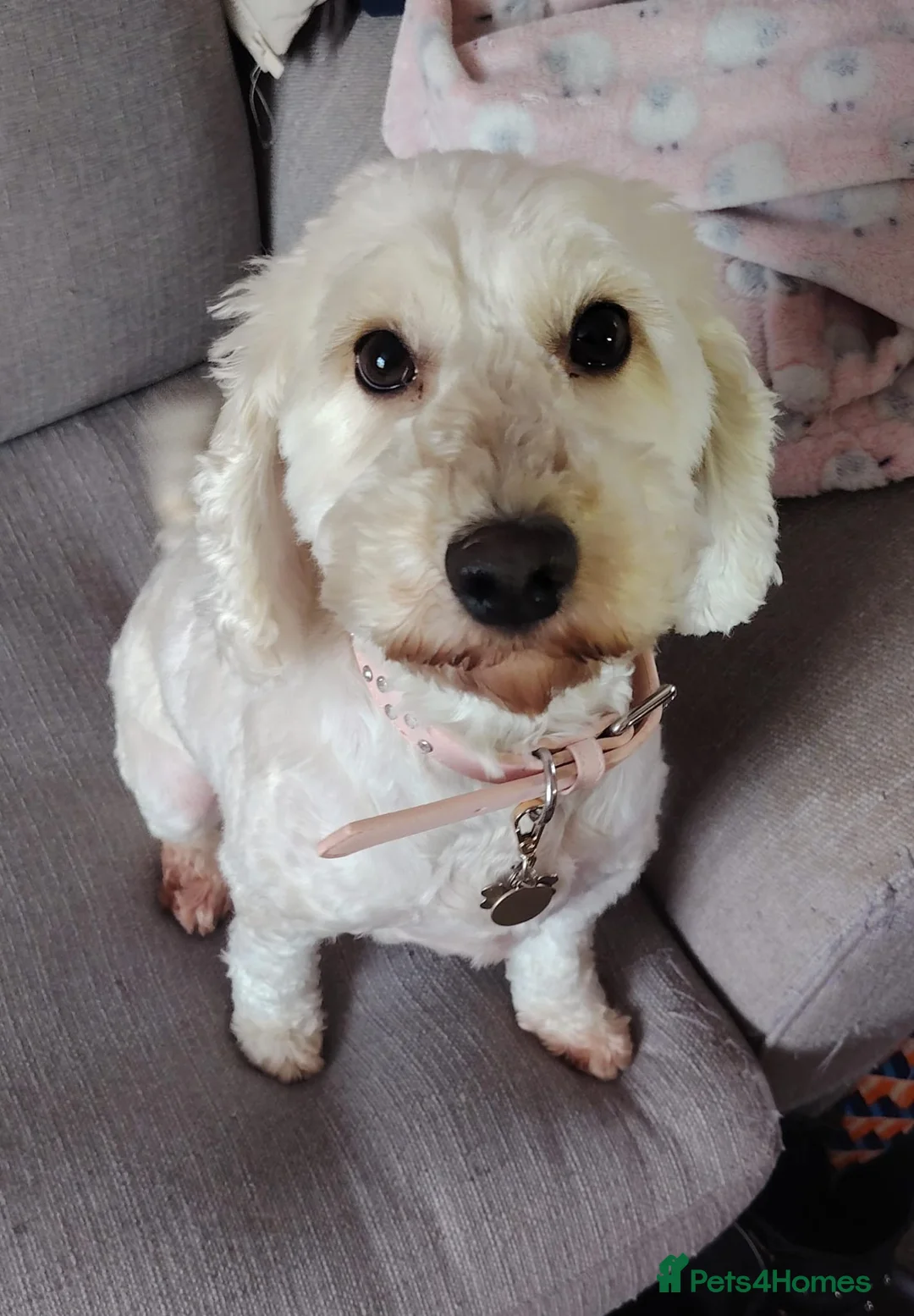 Cockapoo dogs for sale: 3 year old female dog in Ipswich - Advert 2