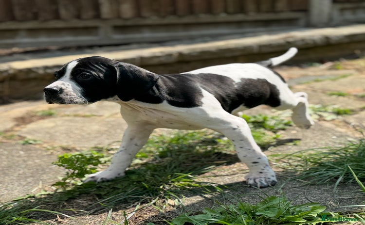 Pointer dogs - Advert 1