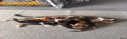 Mixed Breed cats for sale: Beautiful Tortoiseshell & Black & White Kittens - Advert 6