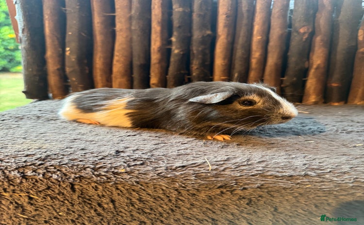 Guinea Pig rodents - Advert 4