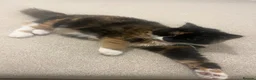 British Longhair cats for sale: Calico female cat for sale  - Advert 4