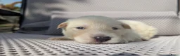 German Shepherd dogs for sale: Beautiful White Pedigree German Shepherd Puppies - Advert 16