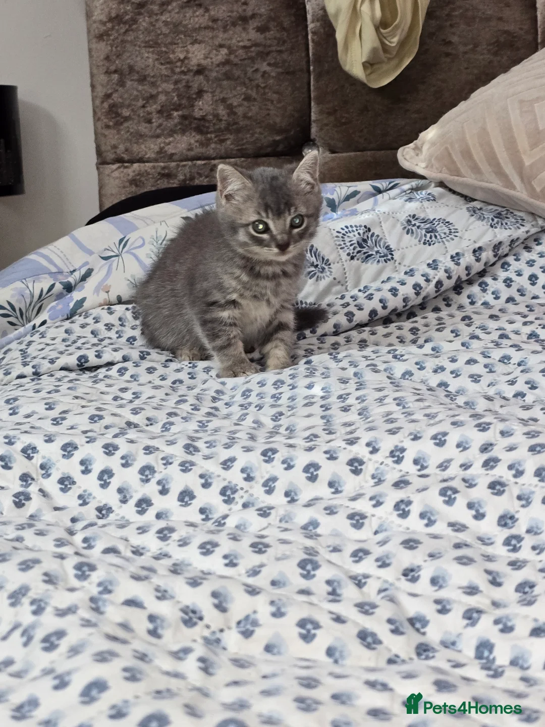 Mixed Breed cats for sale: Beautiful 8-week-old male kittens  - Advert 2