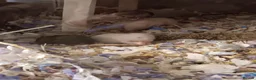 Hamster rodents for sale: Beautiful Syrian hamster babies - Advert 4