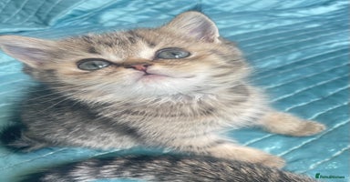 British Shorthair cats - Advert 9