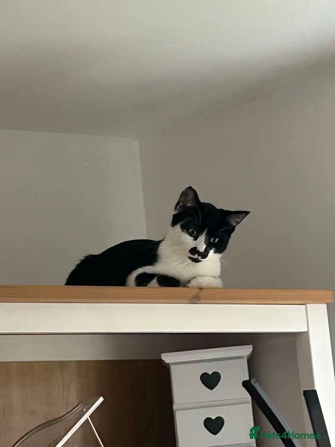 Domestic Shorthair cats for sale: 3 males kittens - Advert 7