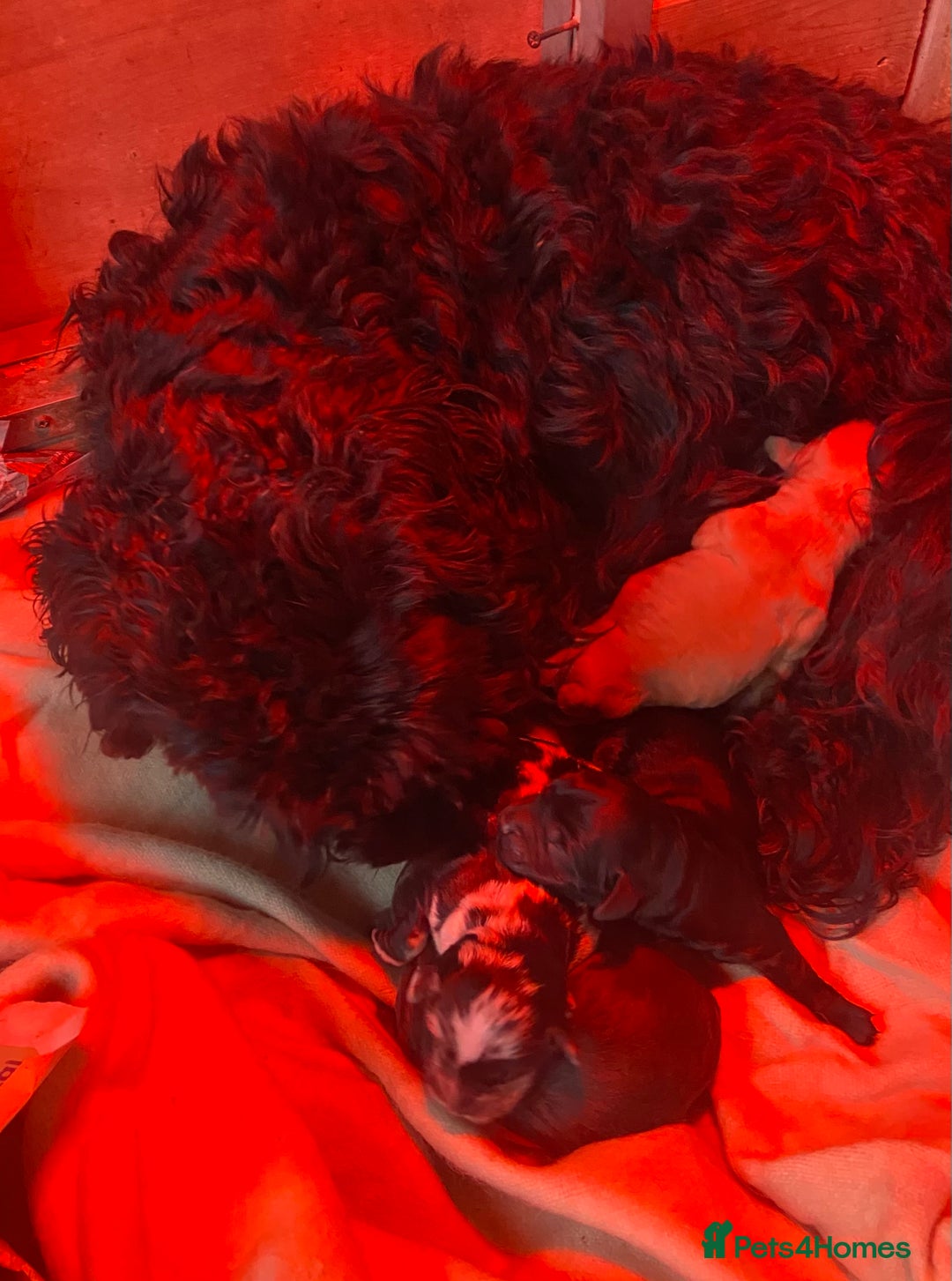 Cockapoo dogs for sale: Beautiful cockapoo puppies  - Advert 2