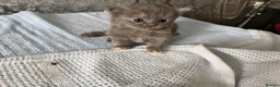 Mixed Breed cats for sale: 4 beautiful kittens for sale  - Advert 12