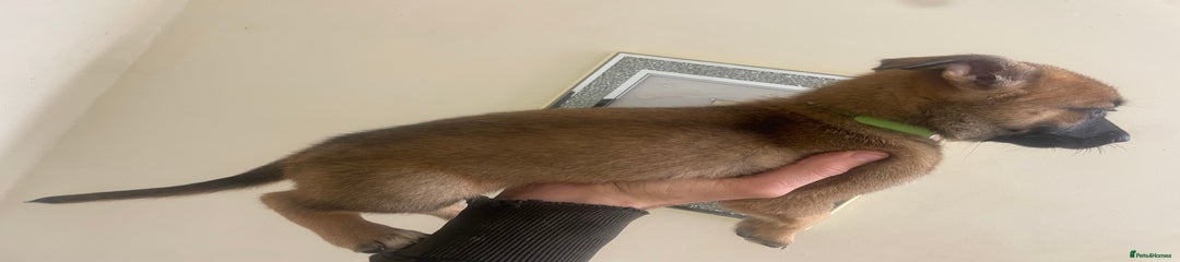 Belgian Shepherd Dog Puppy 9