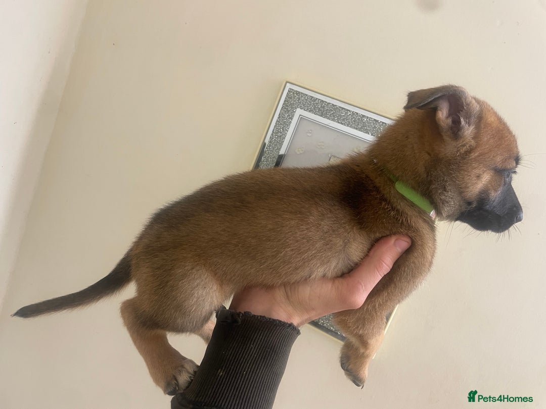 Belgian Shepherd Dog dogs for sale: Belgian Malinois Puppies - Image 2