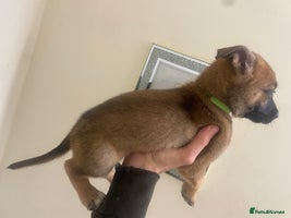 Belgian Shepherd Dog dogs - Advert 7