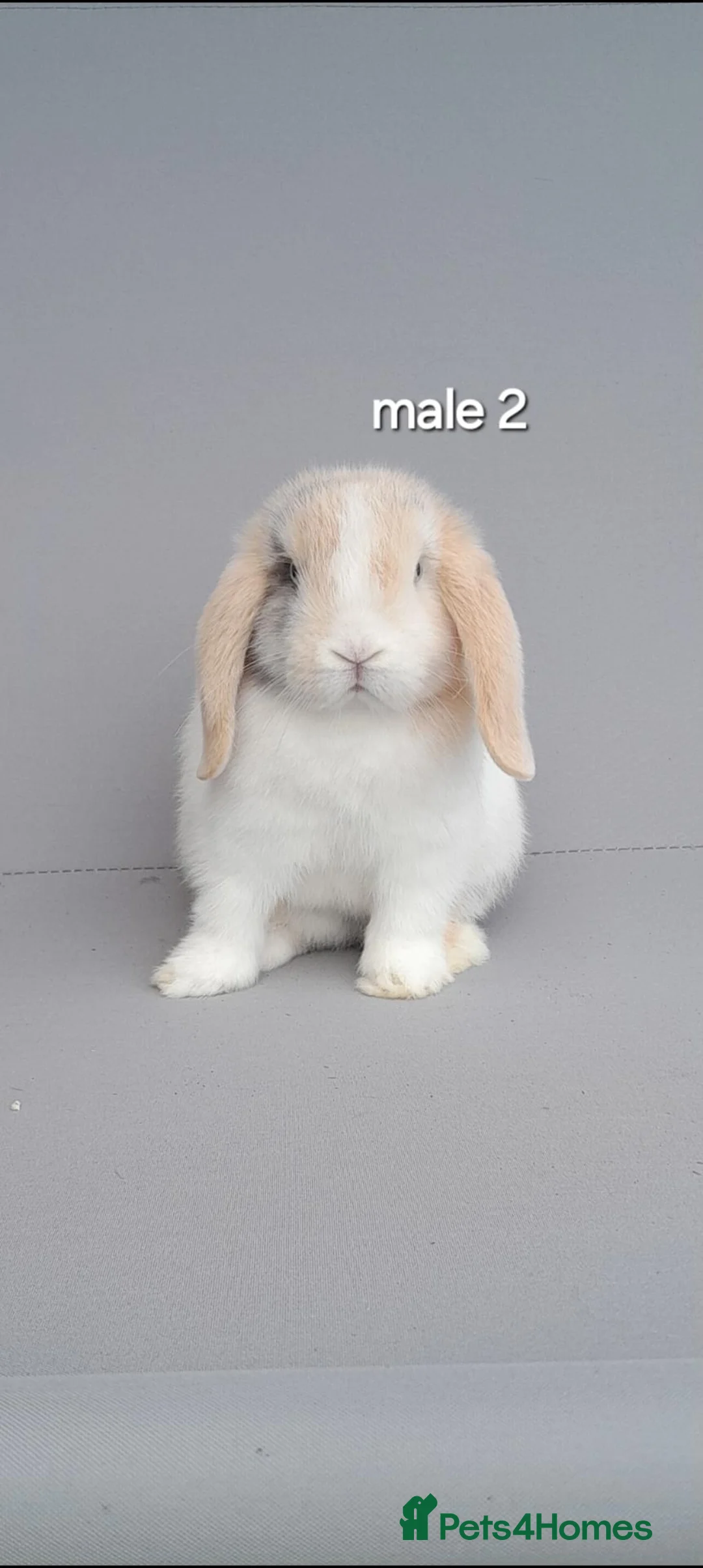 Mini Lop rabbits for sale: Gorgeous mini lop rabbits ready now  - Advert 2