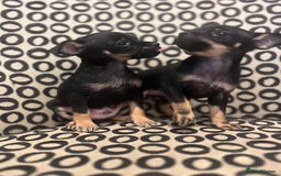 Russian Toy Terrier dogs for sale: Russian toy terrier puppies for sale - Image 4