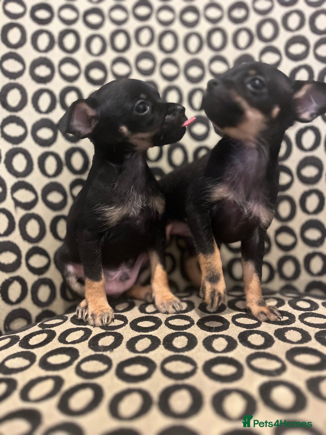 Russian Toy Terrier dogs for sale: Russian toy terrier puppies for sale - Image 4