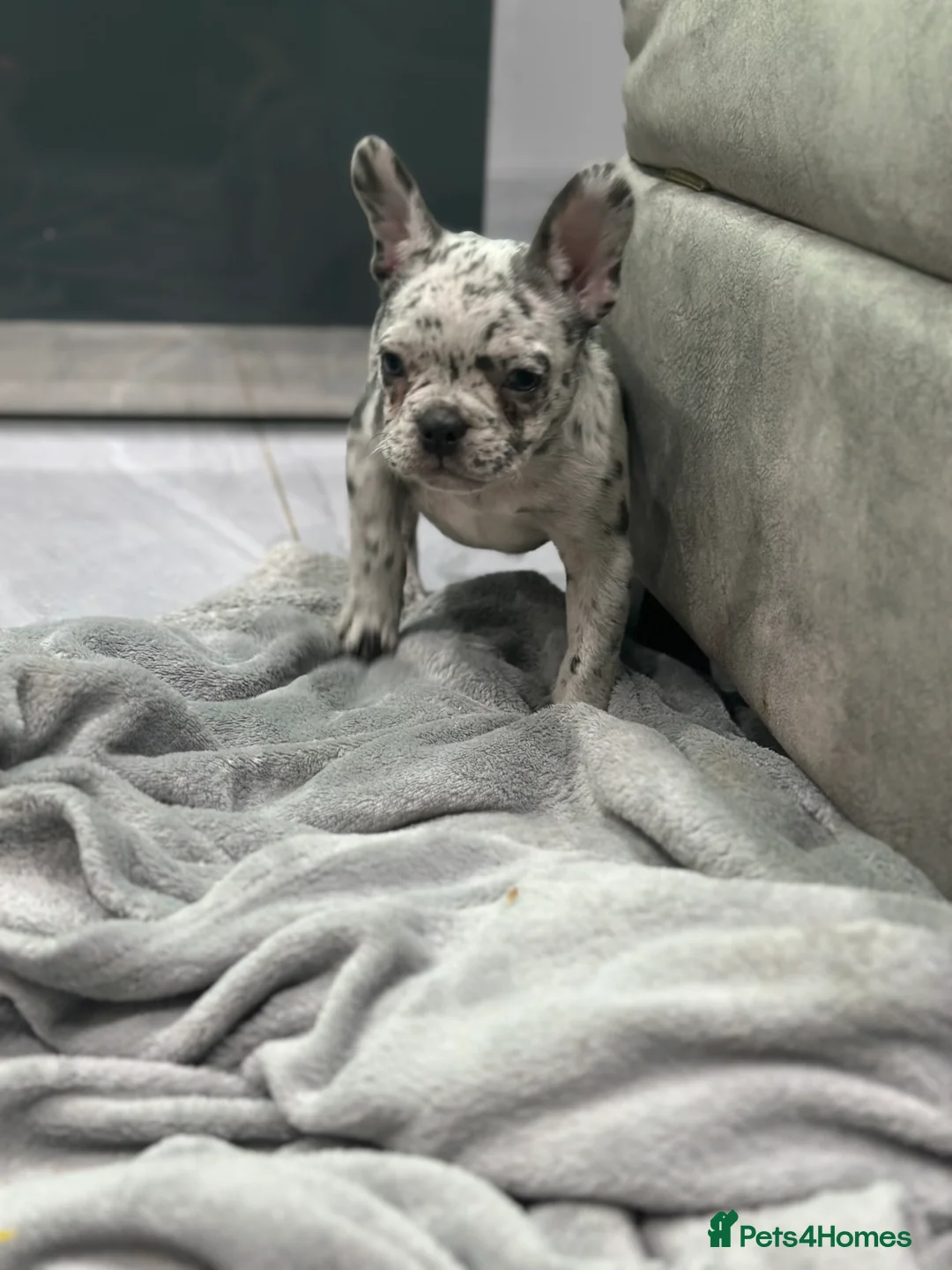 French Bulldog dogs for sale: French bulldogs  - Advert 12