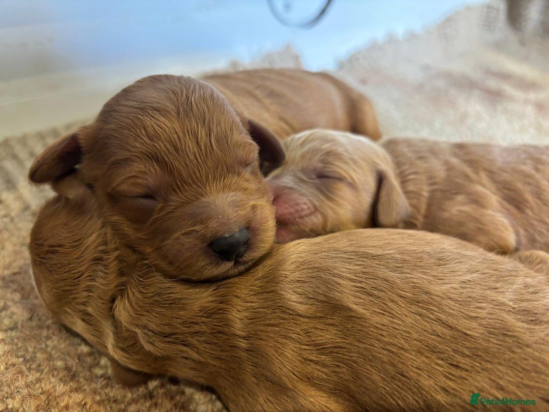 Cockapoo dogs for sale: F1 Cockapoo Red, Apricot. Health & genetic test - Image 4