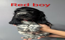 Cocker Spaniel dogs for sale:  Show type cocker spaniel puppies (SOLD) - Image 5