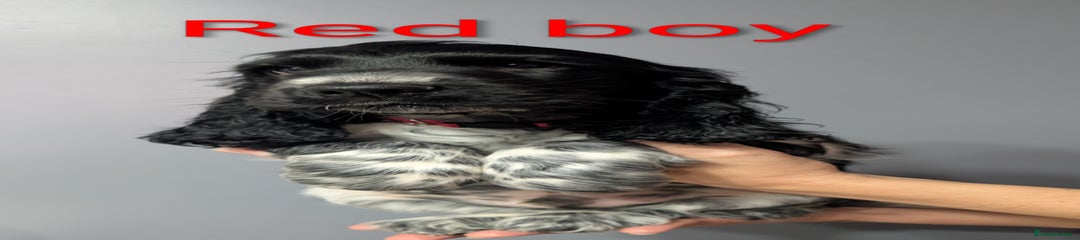 Cocker Spaniel Puppy 2