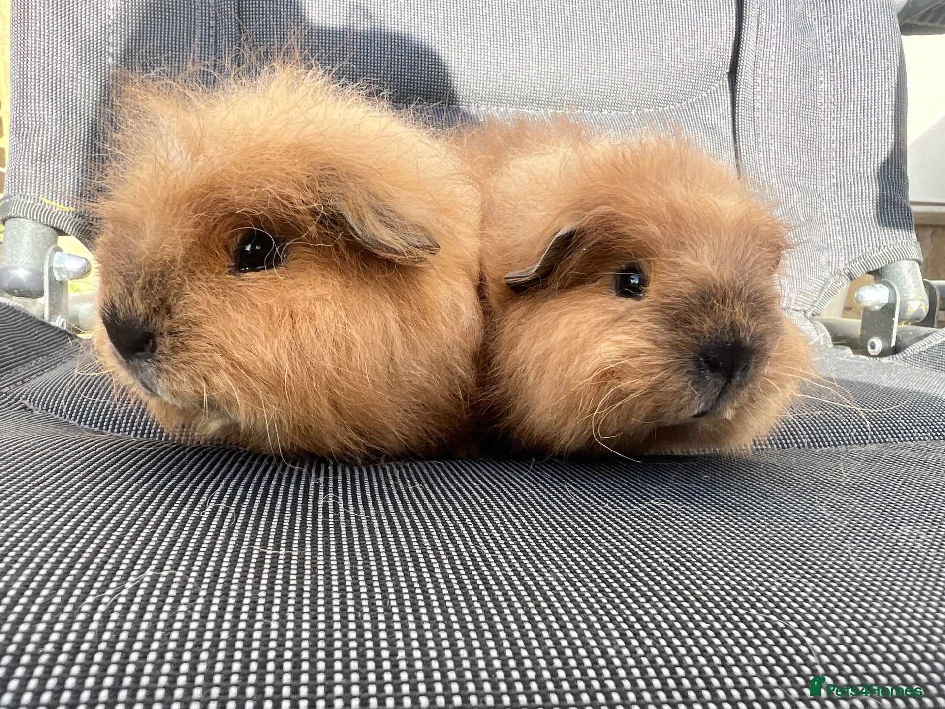 Guinea Pig rodents Swiss Sows For Sale - Advert 7