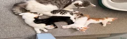 Mixed Breed cats for sale: 5 gorgeous playful little ones  - Advert 21